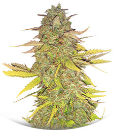 Сорт Acid Rain Autoflower (LSD) fem (Easy Grow Seeds)