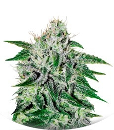 Сорт Critical Jack Herer fem (Delicious Seeds)