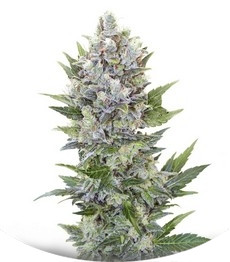 Сорт Northern Light Automatic fem (Royal Queen Seeds)