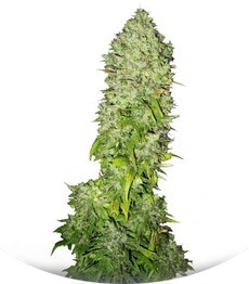 Сорт Big Bang fem (Green House Seeds)