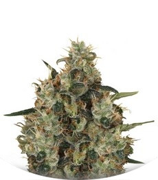 Сорт Medical Mass CBD fem (Royal Queen Seeds)