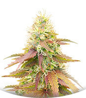 Сорт CBD Apple Betty Auto fem (Herbies Seeds)