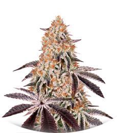 Сорт Dark Phoenix fem (Green House Seeds)