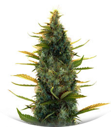 Lowryder auto fem (Doctor’s Choiсe)