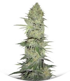 Сорт White Widow Automatic fem (Nirvana Seeds)