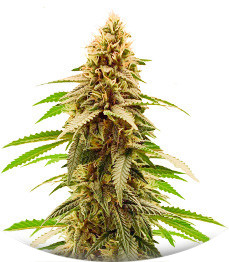 Cherry Pie fem (Advanced Seeds)