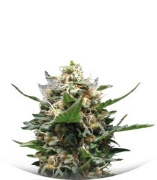 Сорт Royal Medic fem (Royal Queen Seeds)