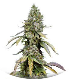 Сорт Black Muffin F1 Fast Version fem (Sweet Seeds)