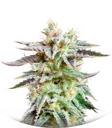 Sugar Black Rose fem (Delicious Seeds)