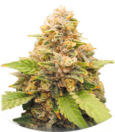 Сорт Lord Kush Early Version fem (Delicious Seeds)