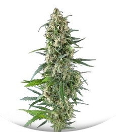 Amnesia Gold fem (Pyramid Seeds)