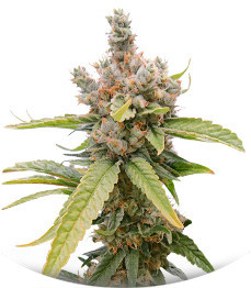 Сорт Tropic Punch fem (Heavyweight Seeds)